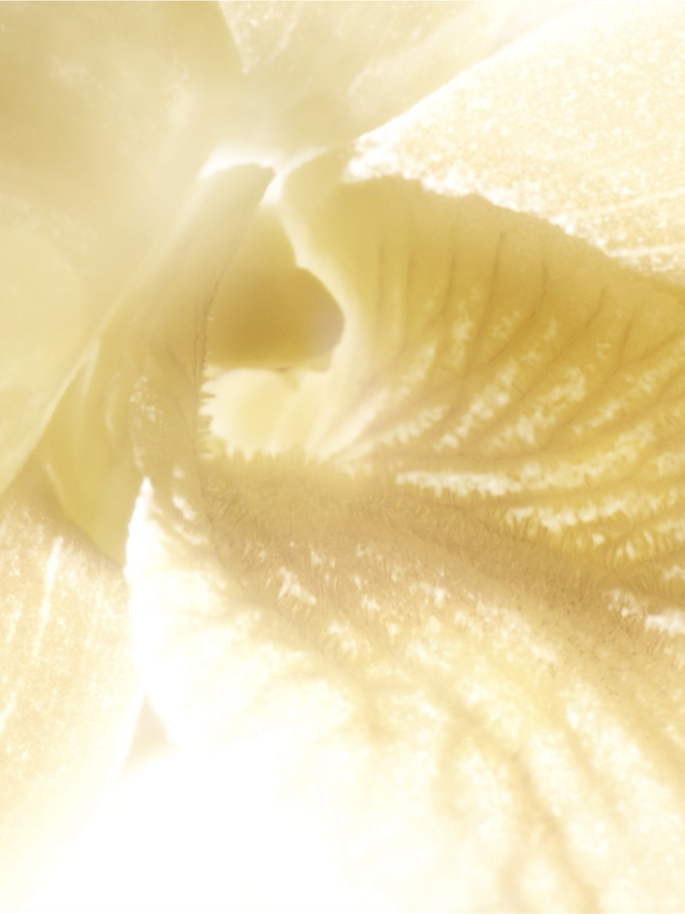 SUBLIMAGE L’ESSENCE DE TEINT 