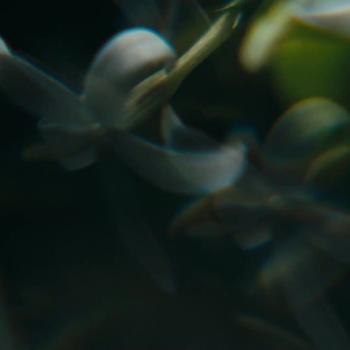 COLLECTION N°5 - ハイ ジュエリー | CHANEL シャネル
